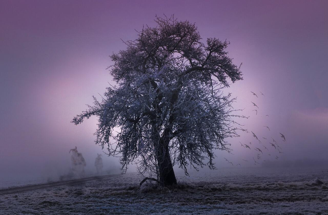 Baum in lilanem Licht