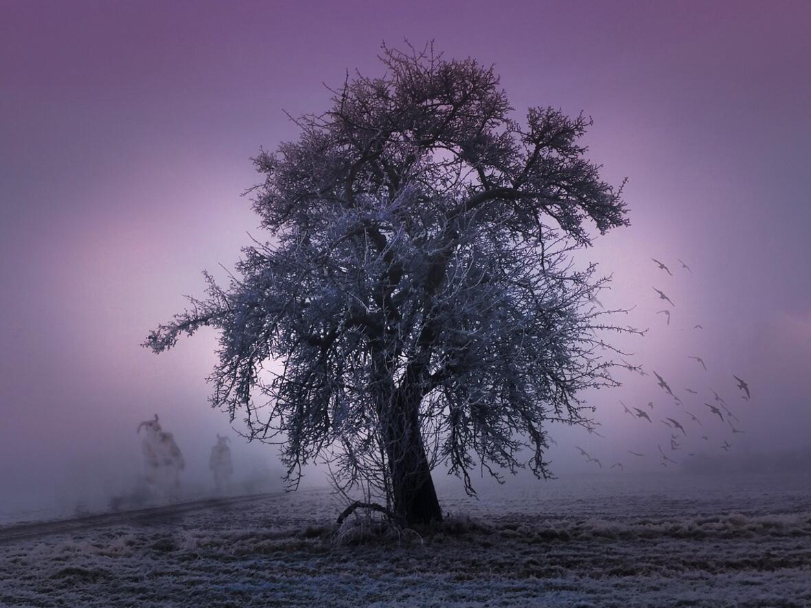 Baum in lilanem Licht